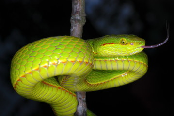 Trimeresurus species. a species of arboreal pit viper. Assam/Arunachal Prades. India