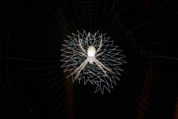 Argiope species. Signature spider. different species have a characteristic web pattern. Assam. India
