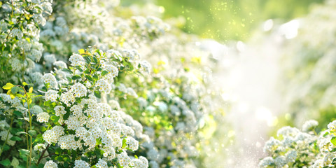 Spring white flowers on gentle nature background with beautiful light bokeh. blurred nature background.  artistic landscape view. copy space. template for design - obrazy, fototapety, plakaty