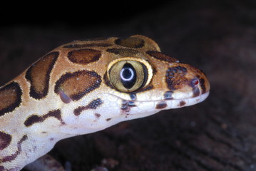 Geckoella collagelensis. a beautiful small sized ground gecko which is extremely difficult to spot...