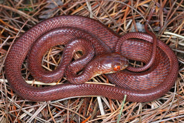 Boiga ochracea. Tawny Cat Snake. Arunachal Pradesh. India