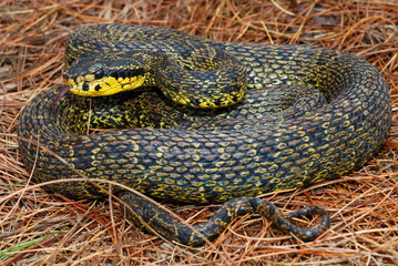 Protobothrops jerdonii. a rare medium sized pit viper species. Arunachal Pradesh. India