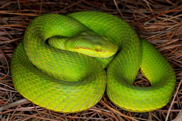 Trimeresurus species. a species of arboreal pit viper. Assam/Arunachal Prades. India