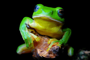 Rhacophorus maximus. a large sized gliding frog found in a puddle of water in the lowland evergreen forests of Arunachal Pradesh. India.
