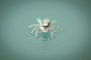 jumping white spider on glass