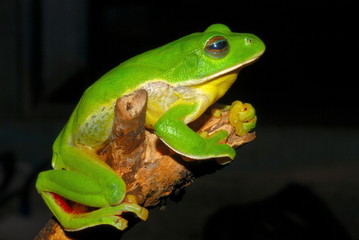 Rhacophorus maximus. a large sized gliding frog found in a puddle of water in the lowland evergreen forests of Arunachal Pradesh. India.