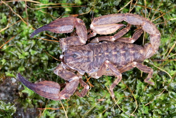 Chaerilus pictus-female. an extremely rare species of scorpion. these are restricted to the transhimalayan forests. Show significant sexual dimorphism which is unknown in other species of scorpions