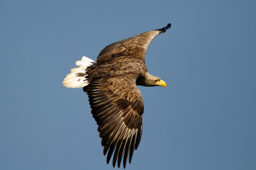 The white-tailed eagle in flight on Crna Mlaka fishpond