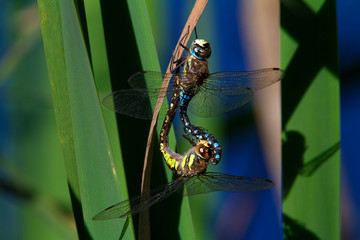 The migrant hawker hovering in the air on Crna Mlaka