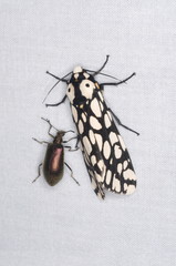 Pretty moth species of northeast India