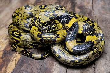 Sikkim false wolf snake Dinodon gammiei, Non Venomous