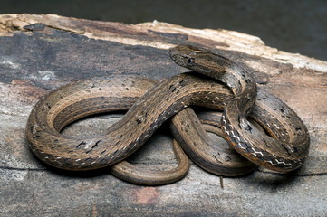 COMMON MOCK VIPER Pssamodynastes pulverulentus, Mildly venomous, Common Eaglenest Wildlife Sanctuary, Arunachal Pradesh, INDIA