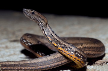 COMMON MOCK VIPER Pssamodynastes pulverulentus, Mildly venomous, Common Eaglenest Wildlife Sanctuary, Arunachal Pradesh, INDIA