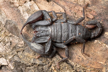 Euscorpiops bhutanensis Family : EUSCORPIIDAE A high elevation scorpion found in northeast India
