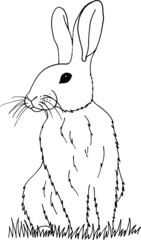 Coloring page with rabbit in grass