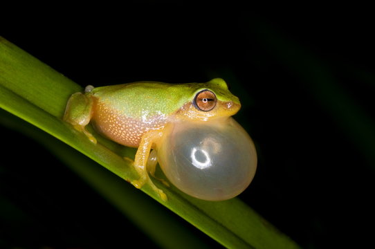 Variable bush frog ( Raorchestes akroparallagi)