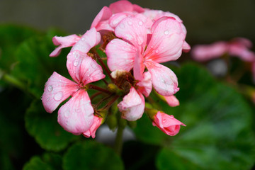 Pink wet flower