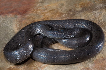 The Common Slug Snake (Pareas monticola) a snail eating snake from Nagaland