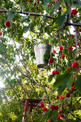 Collecting cherries from the tree with bucket