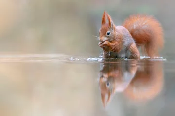  Euraziatische rode eekhoorn (Sciurus vulgaris) die een hazelnoot eet in een plas water in het bos van Drunen, Noord-Brabant in Nederland. Groene achtergrond. Weerspiegeling in het water. © Albert Beukhof