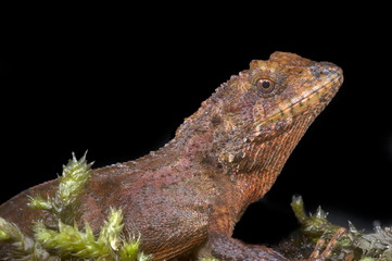 Japalura andersoniana, an agamid species from northeast India