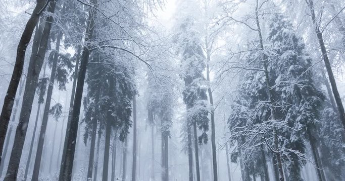 Snow falling in winter season mountain foggy forest.	