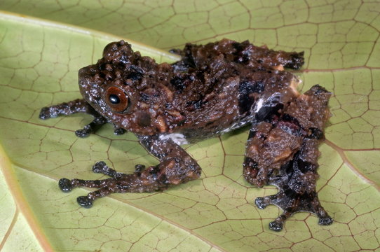 Theloderma species of tree frog from northeast India