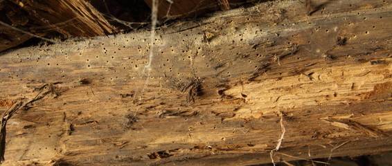 ein Holzwurm in einen alten Gebälk