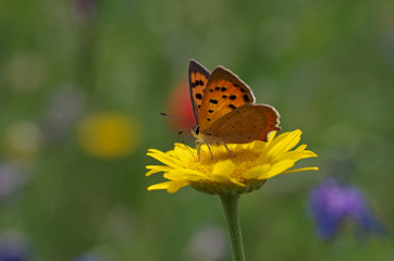 bunte farben und ein schmetterling