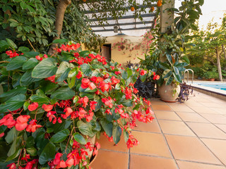 Blooming begonia during autumn on a terrace in Spain