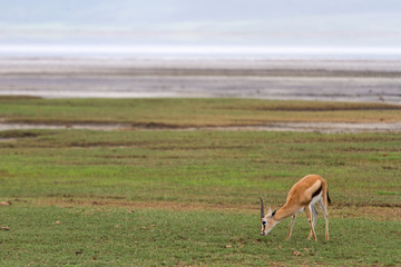 Gazelle im Ngorongoro-Krater, Tansania
