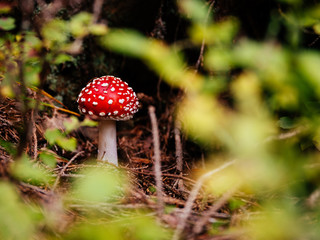 Fly agaric