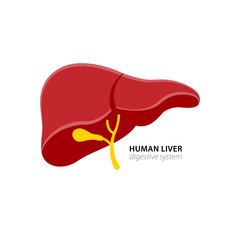 Human liver in digestive system illustration. White background.