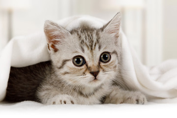 Cute little kitten looks out from under the blanket indoors - obrazy, fototapety, plakaty