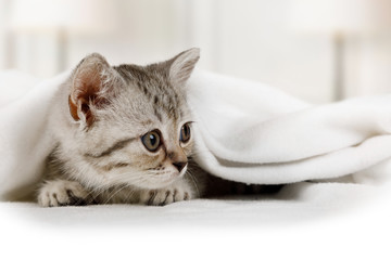 Little kitten looks out from under the blanket