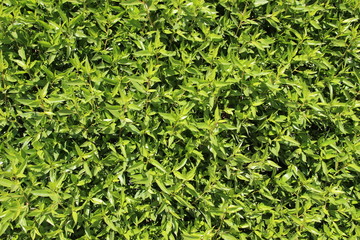 deep and bright green colored leaves in sun light background