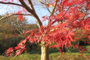 国営武蔵丘陵森林公園の紅葉