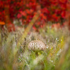 Parasol mushroom