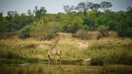 giraffe in kruger national park, mpumalanga, south africa 4