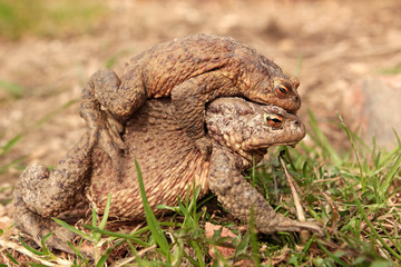 Two ground toads, a smaller male sitting on top of a large female and moving on it on the ground in the spring.