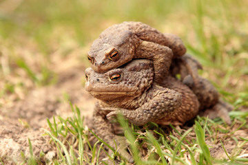 Two ground toads, a smaller male sitting on top of a large female and moving on it on the ground in...