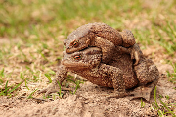 Two ground toads, a smaller male sitting on top of a large female and moving on it on the ground in the spring.