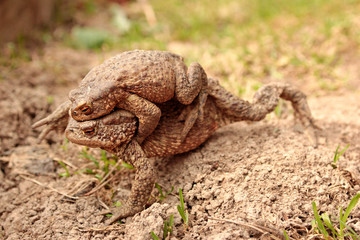 Two ground toads, a smaller male sitting on top of a large female and moving on it on the ground in the spring.