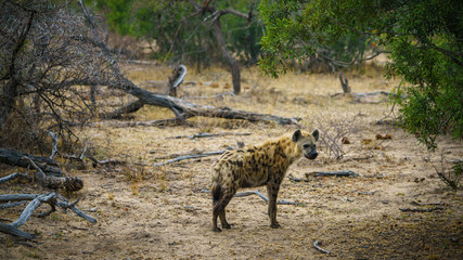 hyena in kruger national park, mpumalanga, south africa 12