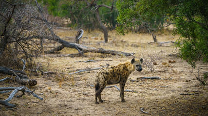 hyena in kruger national park, mpumalanga, south africa 13