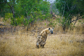 Obraz premium hyena in kruger national park, mpumalanga, south africa 19