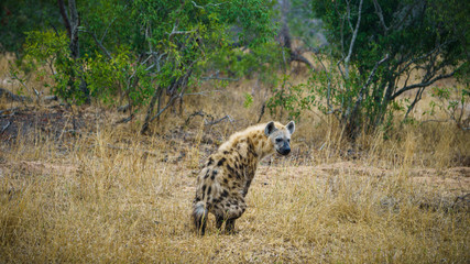 hyena in kruger national park, mpumalanga, south africa 20