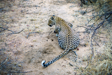 leopard in kruger national park, mpumalanga, south africa 34