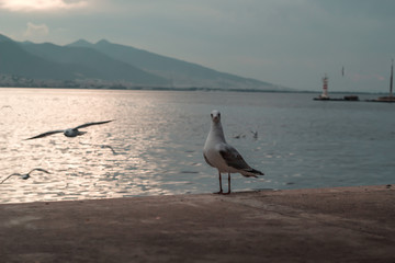 Seagull standing on the edge of the wall at sunset in Izmir with blue sea view in the background. 