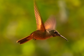 Hummingbird(Trochilidae)Flying gems ecuador costa rica panama